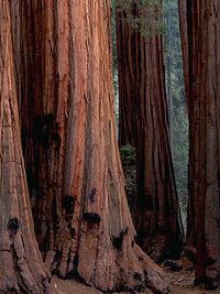 sequoia-1