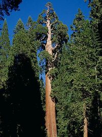 sequoia-3